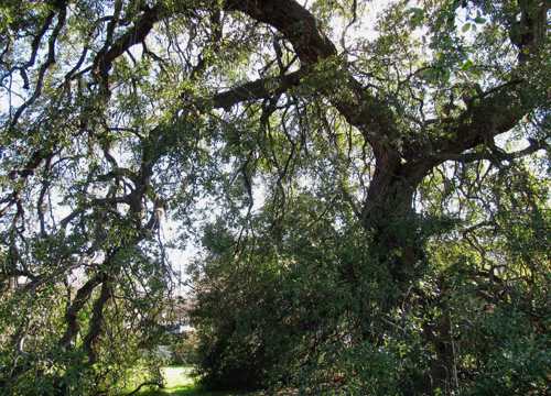 Strange Case of Treaty Oak