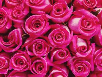 Pink roses