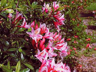 Rhododendron Arboretum