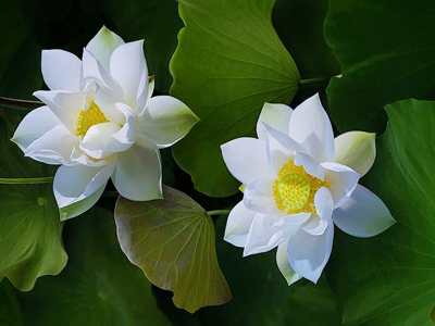 White water lily