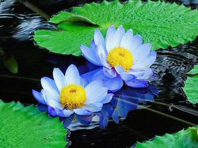 blue water lily