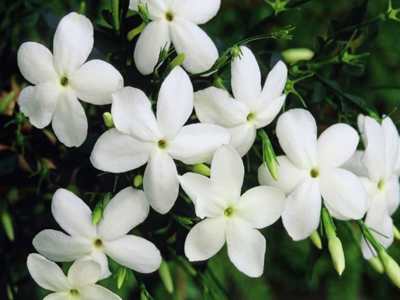 common jasmine