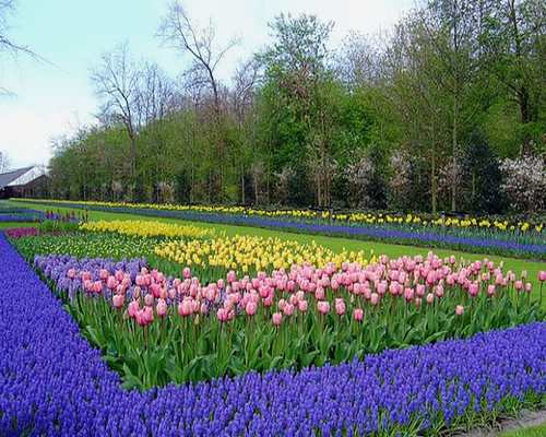 Keukenhof