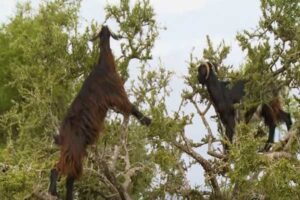 Morocco's Tree-climbing Goats