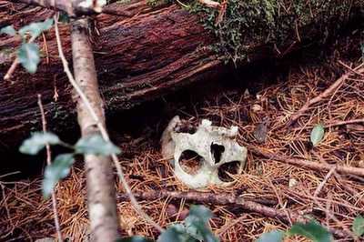 Suicide Forest of Mount Fuji