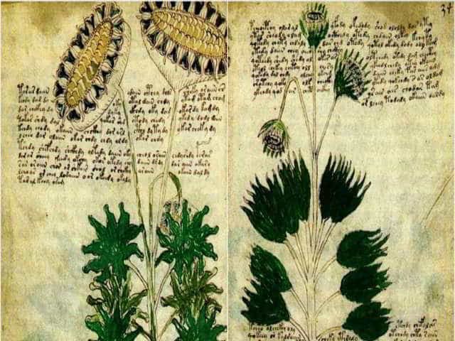 Voynich manuscript