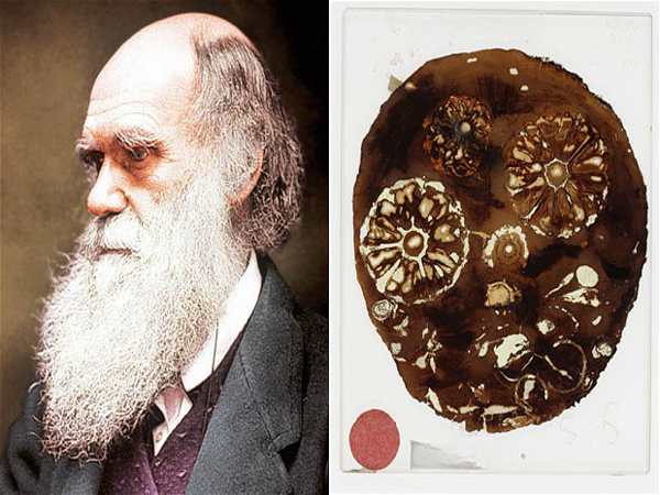 Darwin's Lost Specimens