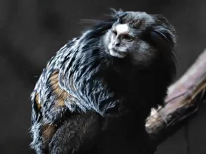 Marmoset Monkeys