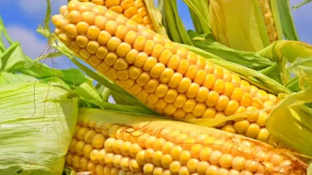 Health Benefits of Corn